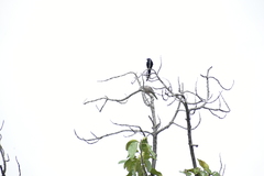 Dicrurus macrocercus