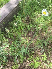 Erigeron wislizeni