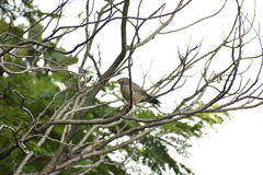 Argya striata
