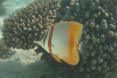 Chelmon marginalis