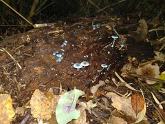 Mycena cyanocephala