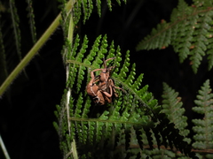 Cryptoderma formosense