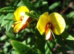 Bossiaea kiamensis