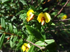 Bossiaea kiamensis