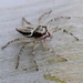 Swifts' Ant-hunter Spider - Photo (c) Graham Winterflood, some rights reserved (CC BY-SA), uploaded by Graham Winterflood