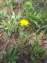 Xanthisma stenolobum