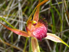 Caladenia decora