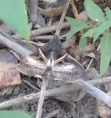 Melipotis nigrobasis