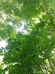 Piscidia carthagenensis