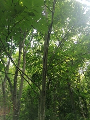 Piscidia carthagenensis