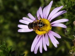 Eristalinus modestus
