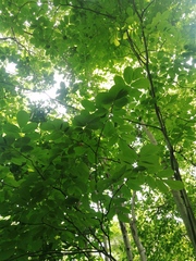 Piscidia carthagenensis