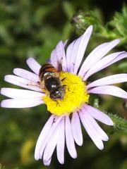 Eristalinus modestus