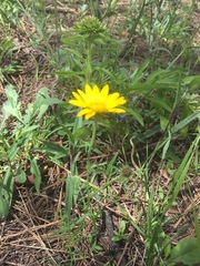 Xanthisma stenolobum