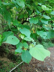 Heliocarpus donnellsmithii
