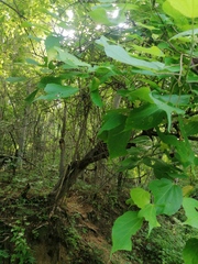Heliocarpus donnellsmithii