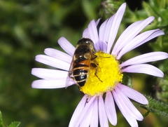 Eristalinus modestus