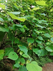 Heliocarpus donnellsmithii