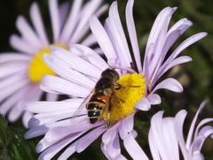 Eristalinus modestus
