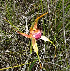 Caladenia decora