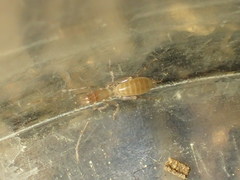 Hubbardia pentapeltis