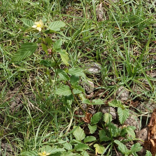 Malvastrum coromandelianum observed 2021-08-10