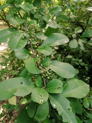 Achatocarpus oaxacanus