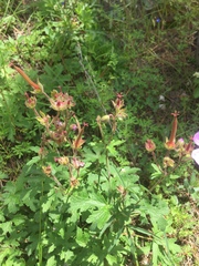 Geranium mexicanum