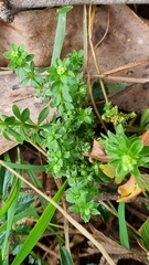 Asperula euryphylla