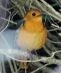 Cossypha natalensis natalensis