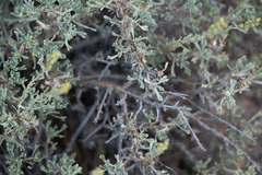 Artemisia nova