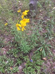 Verbesina parviflora