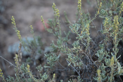 Artemisia nova