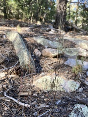 Polygonum sawatchense