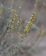 Artemisia nova
