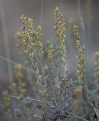Artemisia nova