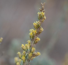 Artemisia nova