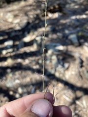 Polygonum sawatchense