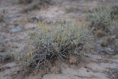 Artemisia nova