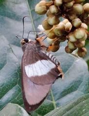 Coeliades forestan forestan