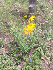 Verbesina parviflora