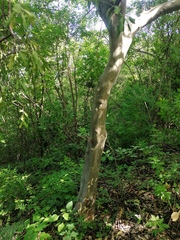 Chloroleucon mangense