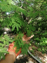 Chloroleucon mangense