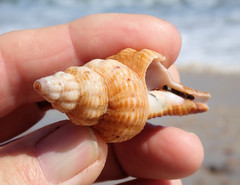 Propefusus australis