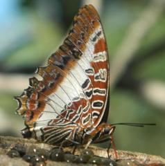 Charaxes brutus natalensis