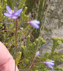 Heliophila subulata