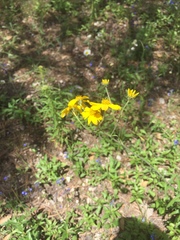 Verbesina parviflora