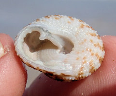 Clanculus flagellatus