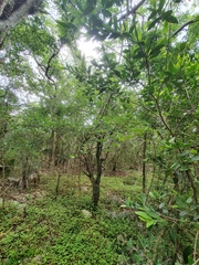 Erythroxylum areolatum