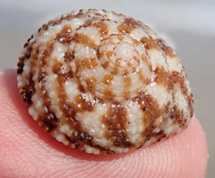 Clanculus flagellatus